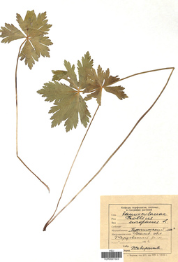 VOR 0001023