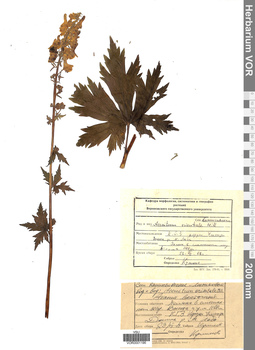 VOR 0001196