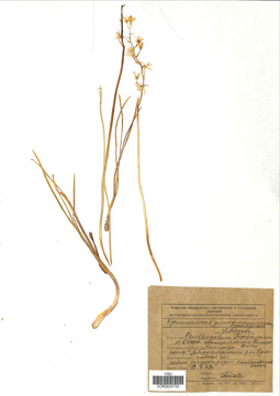 VOR 0025700