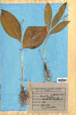 VOR 0026025