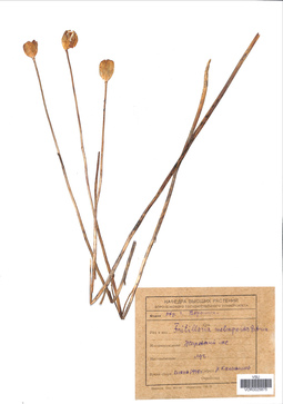 VOR 0025875