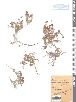 VOR 0019017