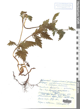 VOR 0019881