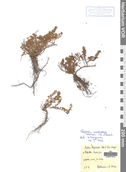 VOR 0019018