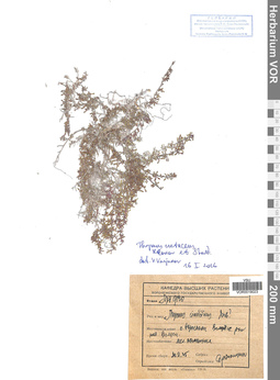 VOR 0019023