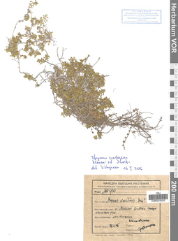 VOR 0019025