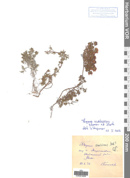 VOR 0019026