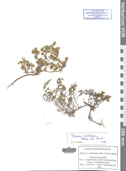 VOR 0019028