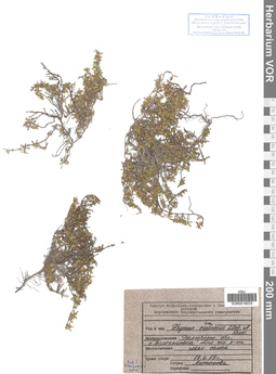 VOR 0019033