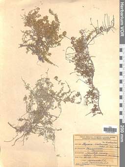 VOR 0019035