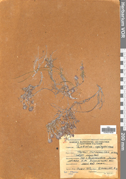 VOR 0019038