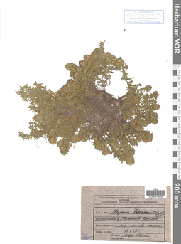 VOR 0019039