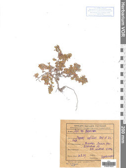 VOR 0019043