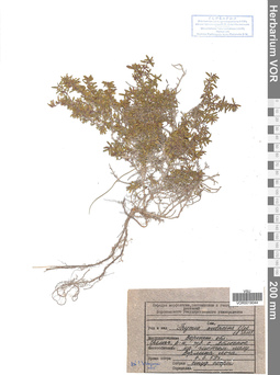 VOR 0019044