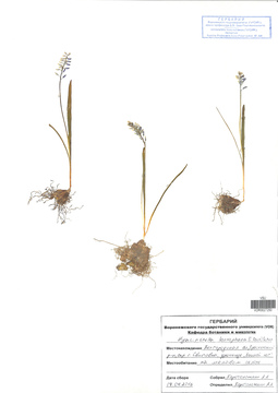 VOR 0027250