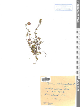VOR 0019045