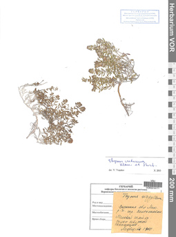 VOR 0019171
