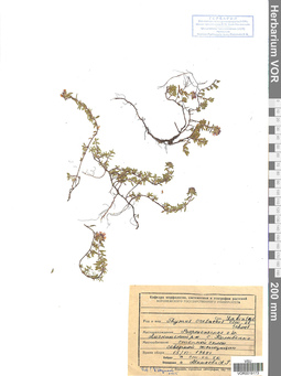 VOR 0019173