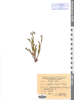 VOR 0017487