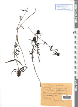 VOR 0019046