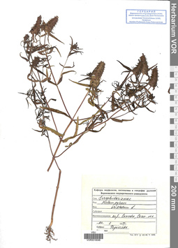 VOR 0019048