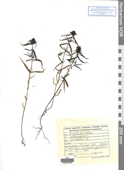 VOR 0019049
