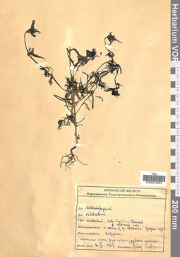 VOR 0019053