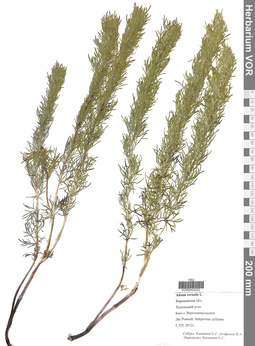 VOR 0003202