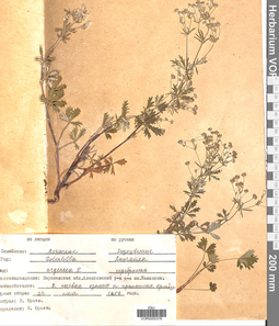 VOR 0005376