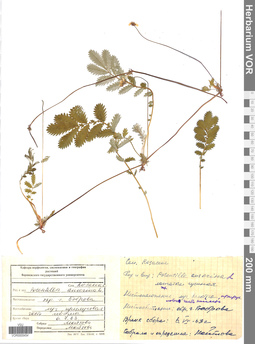 VOR 0005454