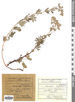 VOR 0005457
