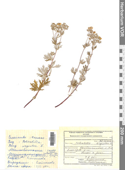 VOR 0005459