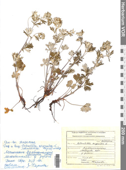 VOR 0005528