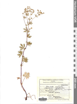 VOR 0005540