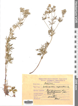 VOR 0005552