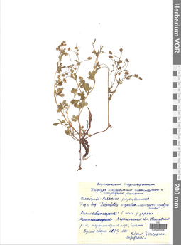 VOR 0005556