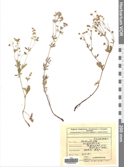 VOR 0005566