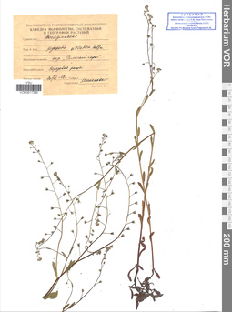 VOR 0017380