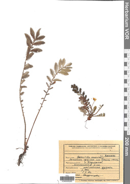 VOR 0005265