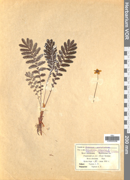 VOR 0005296