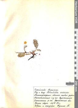 VOR 0005298