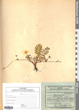 VOR 0005324