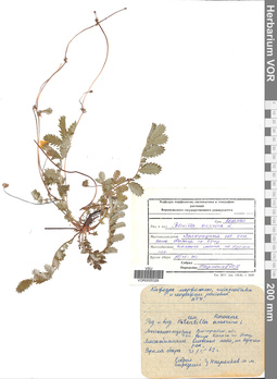 VOR 0005326