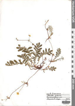 VOR 0005596
