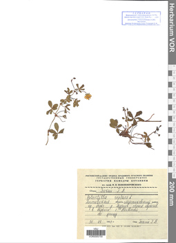 VOR 0005750