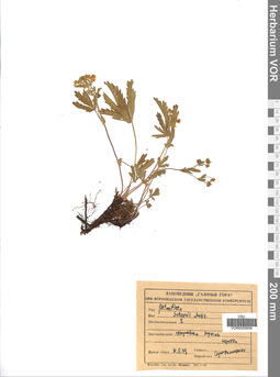 VOR 0005659