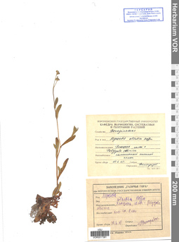 VOR 0017381