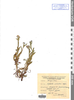 VOR 0017383