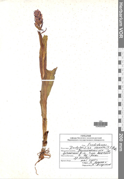 VOR 0024340