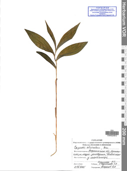 VOR 0024872